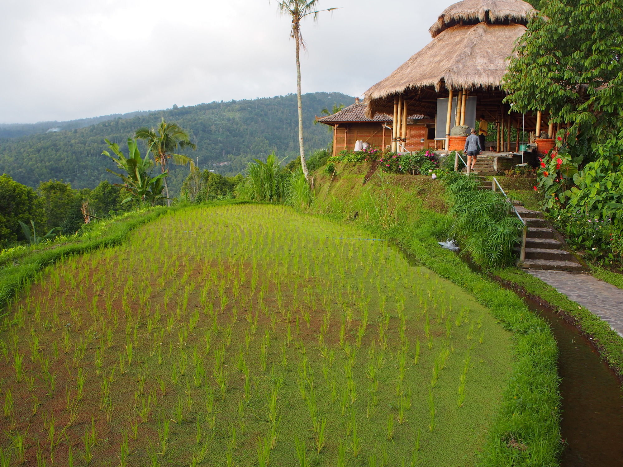 Puri Lumbung Cottages Gobleg  ภายนอก รูปภาพ